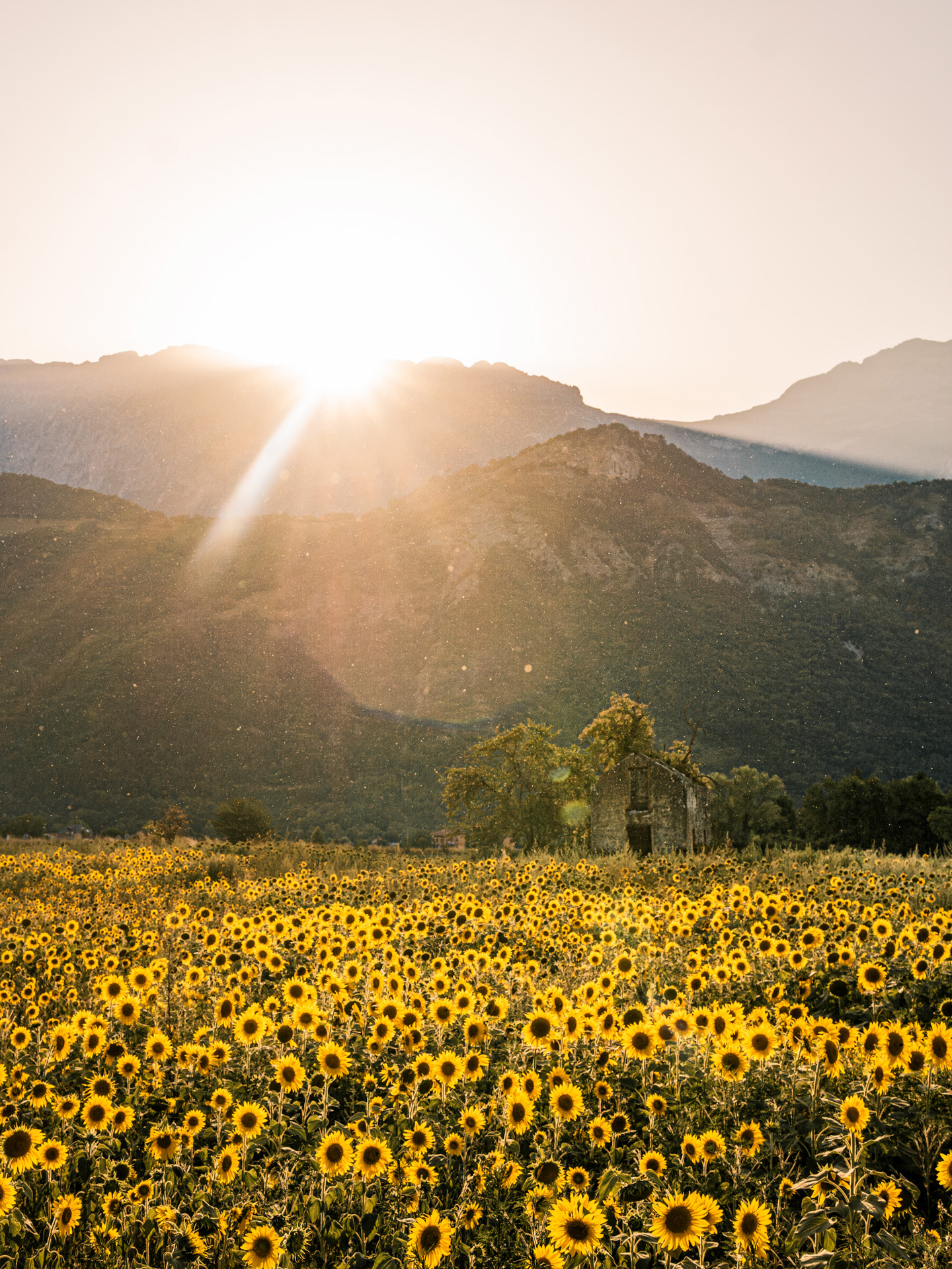 photo de tournesols avec lumière du soir