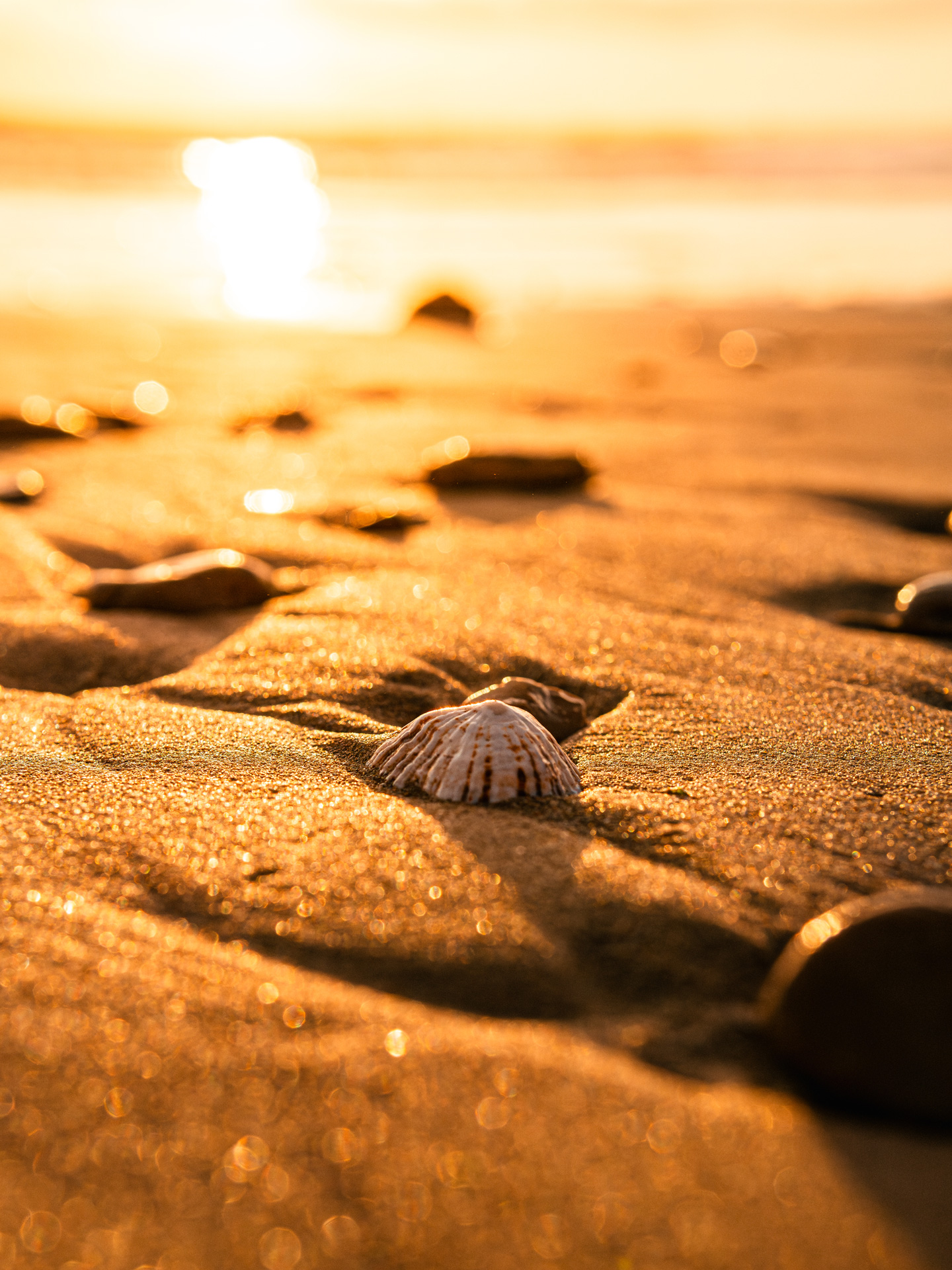 photographie d'un coquillage sur une plage marocaine au soleil couchant