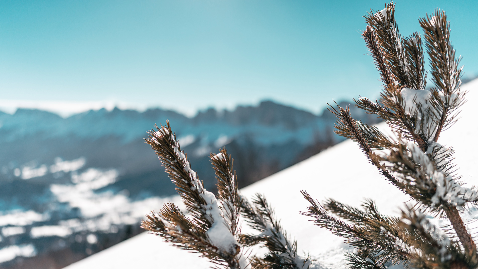 photographie enneigée d'un sapin en pleine nature dans la montagne