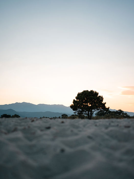 photo de plage en Corse avec un arbre solitaire carousel desktop
