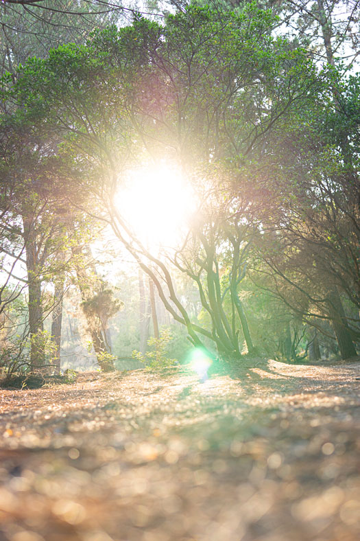 photo de Corse avec un arbre et le soleil carousel desktop