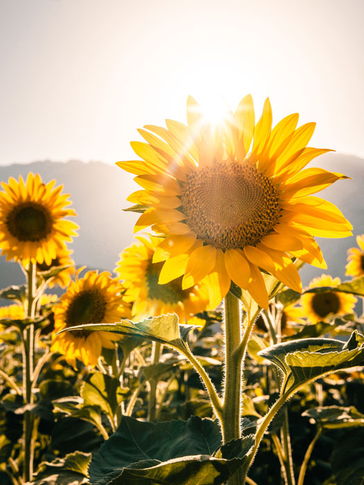 photo de tournesols à Vif près de Grenoble au coucher de soleil carousel desktop