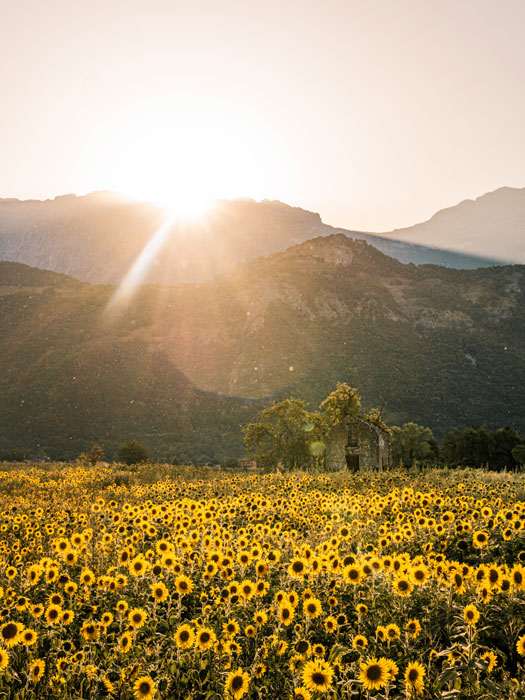 photo de tournesols avec lumière du soir carousel desktop